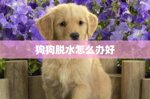 狗狗脫水怎么辦好