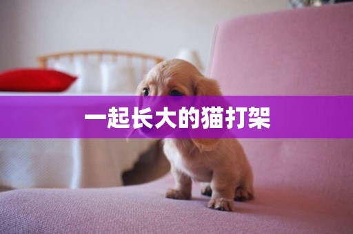 一起長大的貓打架