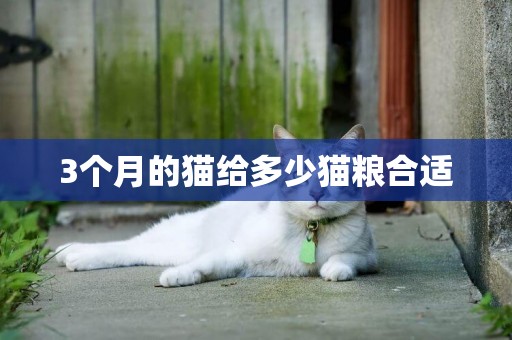 3個月的貓給多少貓糧合適