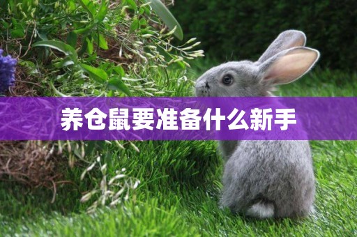養倉鼠要準備什么新手