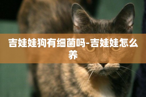 吉娃娃狗有細菌嗎-吉娃娃怎么養
