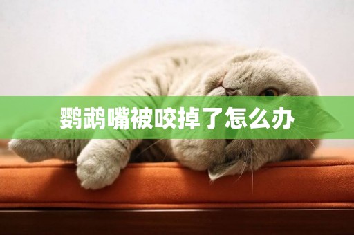 鸚鵡嘴被咬掉了怎么辦