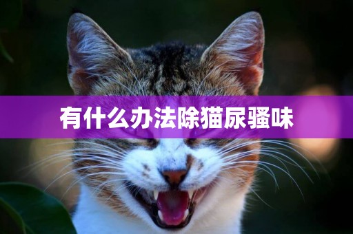 有什么辦法除貓尿騷味