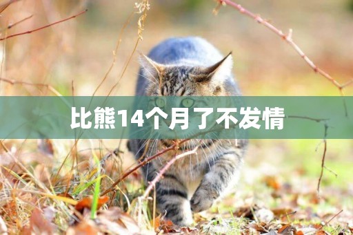 比熊14個月了不發情