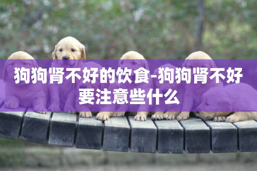 狗狗腎不好的飲食-狗狗腎不好要注意些什么