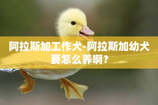 阿拉斯加工作犬-阿拉斯加幼犬要怎么養啊？
