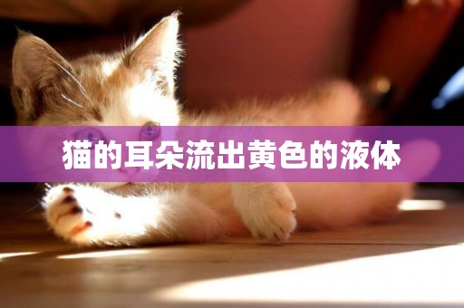 貓的耳朵流出黃色的液體