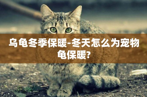 烏龜冬季保暖-冬天怎么為寵物龜保暖?
