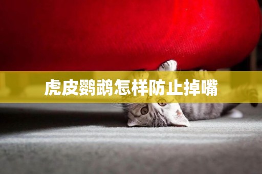 虎皮鸚鵡怎樣防止掉嘴