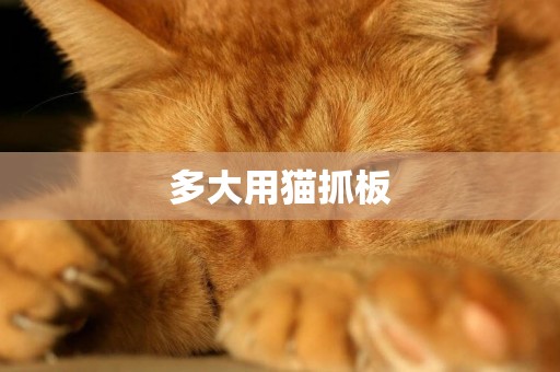 多大用貓抓板