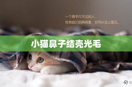 小貓鼻子結殼光毛