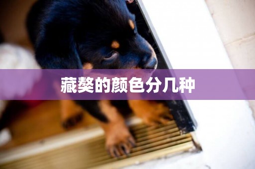 藏獒的顏色分幾種