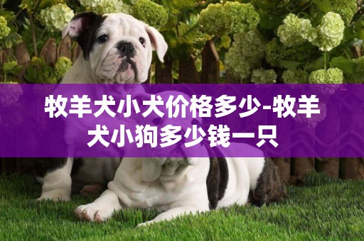 牧羊犬小犬價格多少-牧羊犬小狗多少錢一只