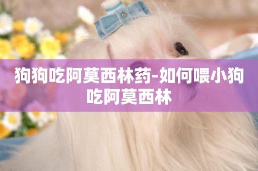狗狗吃阿莫西林藥-如何喂小狗吃阿莫西林