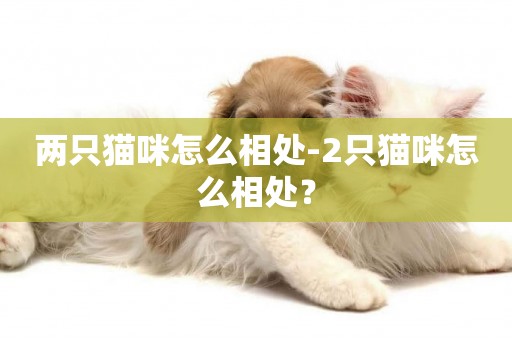 兩只貓咪怎么相處-2只貓咪怎么相處？