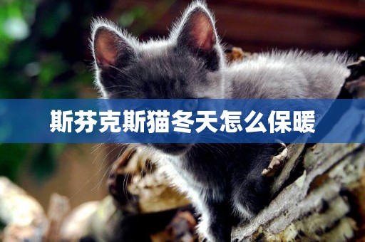 斯芬克斯貓冬天怎么保暖