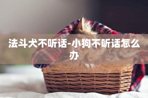 法斗犬不聽話-小狗不聽話怎么辦