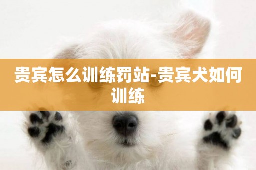 貴賓怎么訓練罰站-貴賓犬如何訓練