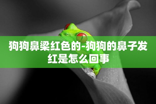 狗狗鼻梁紅色的-狗狗的鼻子發紅是怎么回事
