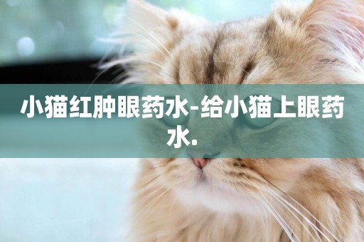 小貓紅腫眼藥水-給小貓上眼藥水.
