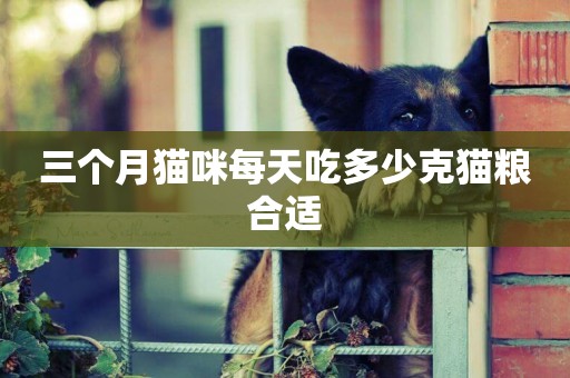 三個月貓咪每天吃多少克貓糧合適