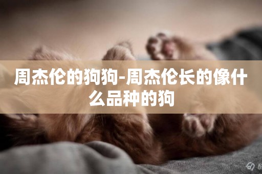 周杰倫的狗狗-周杰倫長的像什么品種的狗