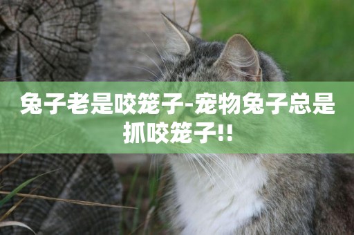 兔子老是咬籠子-寵物兔子總是抓咬籠子!!