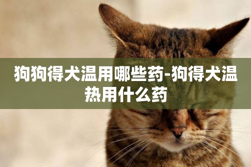 狗狗得犬溫用哪些藥-狗得犬溫熱用什么藥