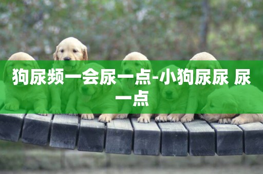 狗尿頻一會尿一點-小狗尿尿 尿一點