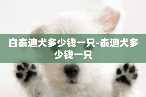白泰迪犬多少錢一只-泰迪犬多少錢一只