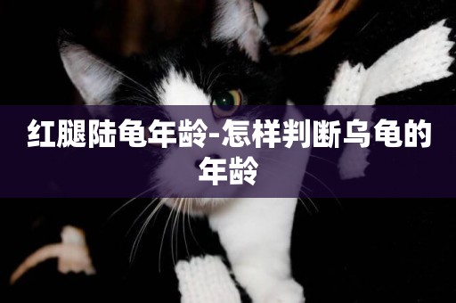 紅腿陸龜年齡-怎樣判斷烏龜的年齡