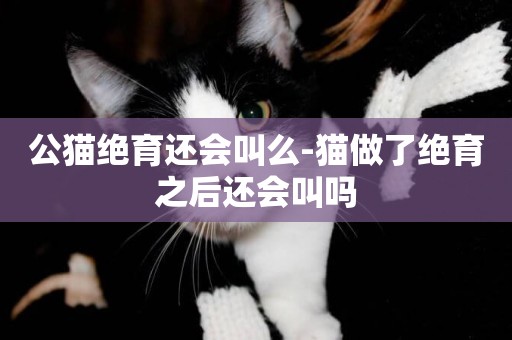公貓絕育還會叫么-貓做了絕育之后還會叫嗎