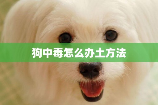 狗中毒怎么辦土方法