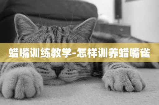 蠟嘴訓練教學-怎樣訓養蠟嘴雀