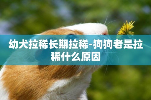 幼犬拉稀長期拉稀-狗狗老是拉稀什么原因