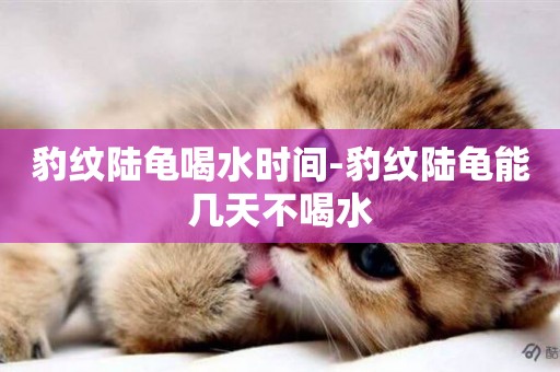 豹紋陸龜喝水時間-豹紋陸龜能幾天不喝水