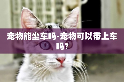 寵物能坐車嗎-寵物可以帶上車嗎？