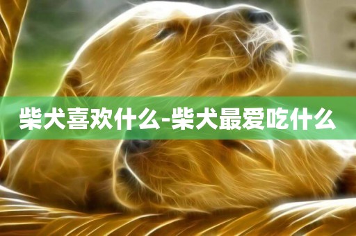 柴犬喜歡什么-柴犬最愛吃什么