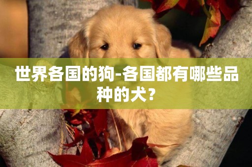 世界各國的狗-各國都有哪些品種的犬？