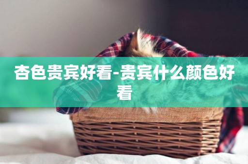 杏色貴賓好看-貴賓什么顏色好看