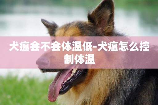 犬瘟會不會體溫低-犬瘟怎么控制體溫