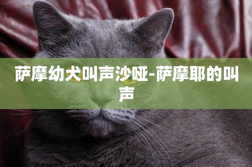 薩摩幼犬叫聲沙啞-薩摩耶的叫聲