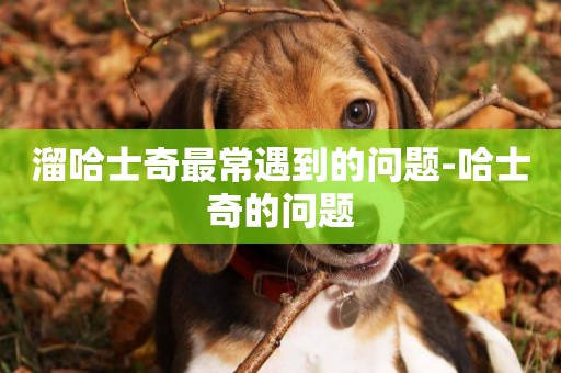 溜哈士奇最常遇到的問題-哈士奇的問題