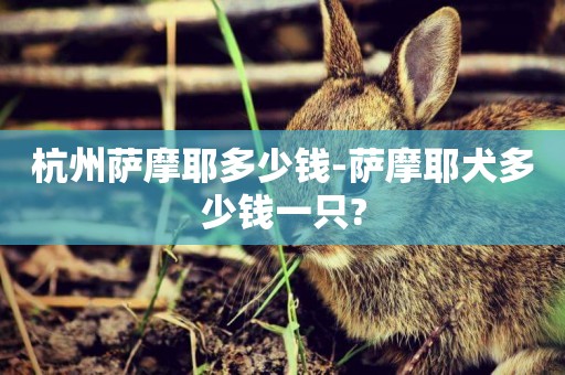 杭州薩摩耶多少錢-薩摩耶犬多少錢一只?
