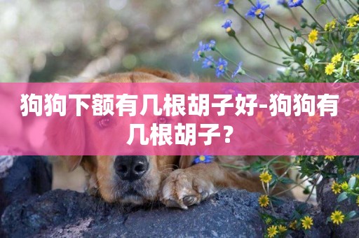 狗狗下額有幾根胡子好-狗狗有幾根胡子？