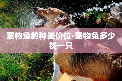 寵物兔的種類價位-寵物兔多少錢一只