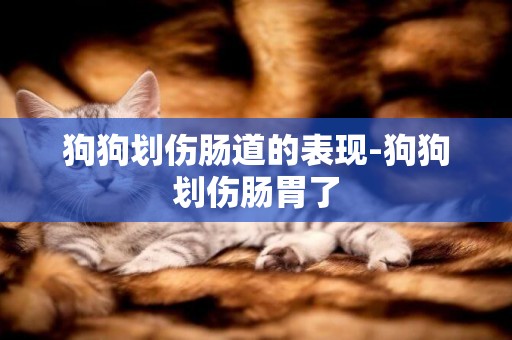 狗狗劃傷腸道的表現-狗狗劃傷腸胃了