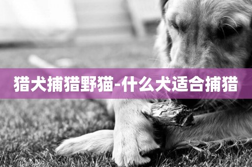 獵犬捕獵野貓-什么犬適合捕獵