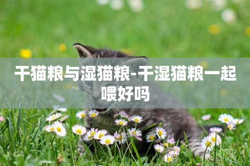 干貓糧與濕貓糧-干濕貓糧一起喂好嗎