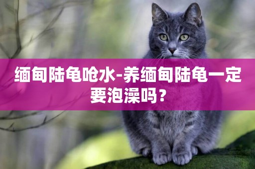 緬甸陸龜嗆水-養緬甸陸龜一定要泡澡嗎？